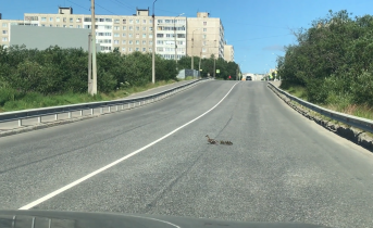 Переходящие трассу утята в Мурманске попали на видео, фото Утята