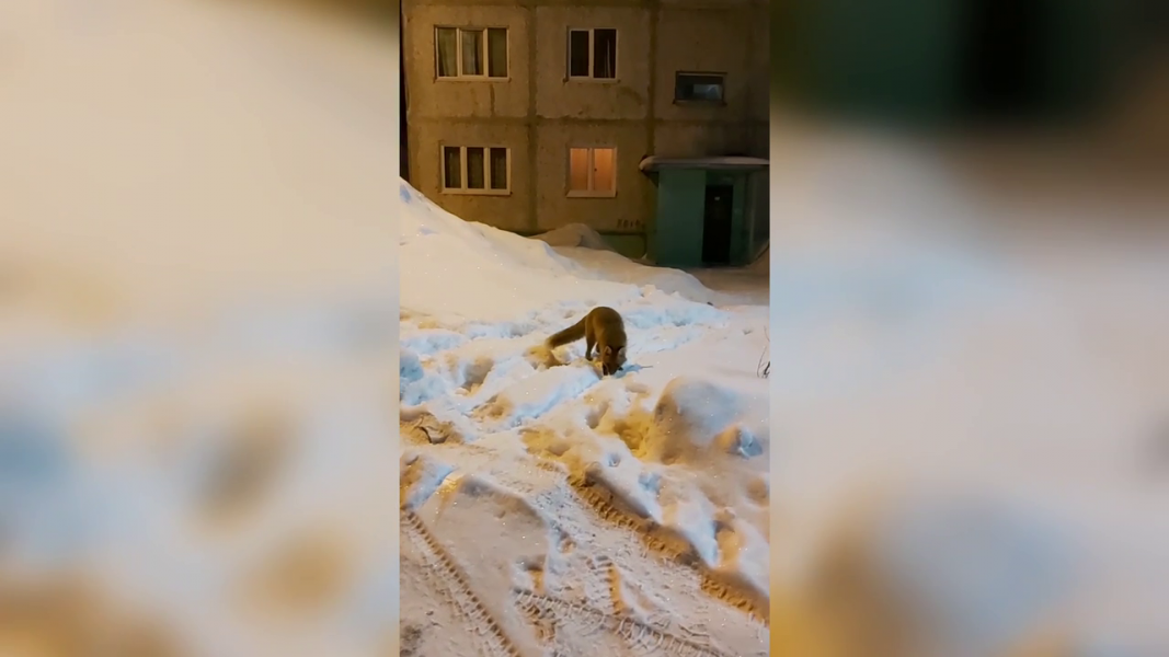 Хищник пришел во двор к людям в Мурманской области Лиса