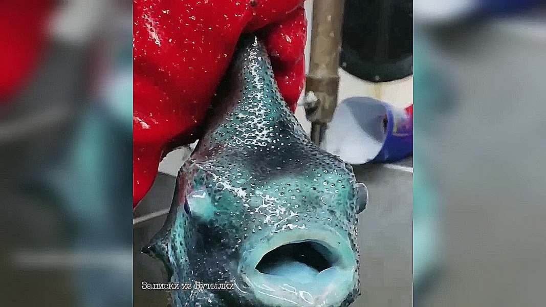 Морское чудо попало в объектив мурманчанина Морское чудо