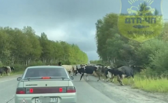 Переходящие дорогу в Мурманской области коровы попали на видео Коровы