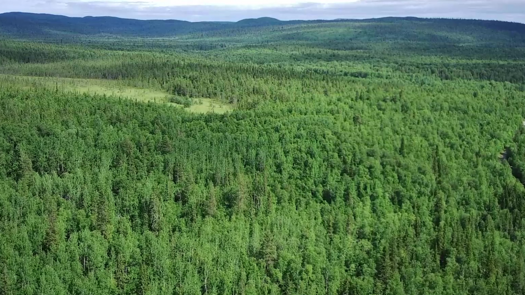 Лес