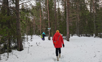 Новые зоны отдыха в Мурманске Лес
