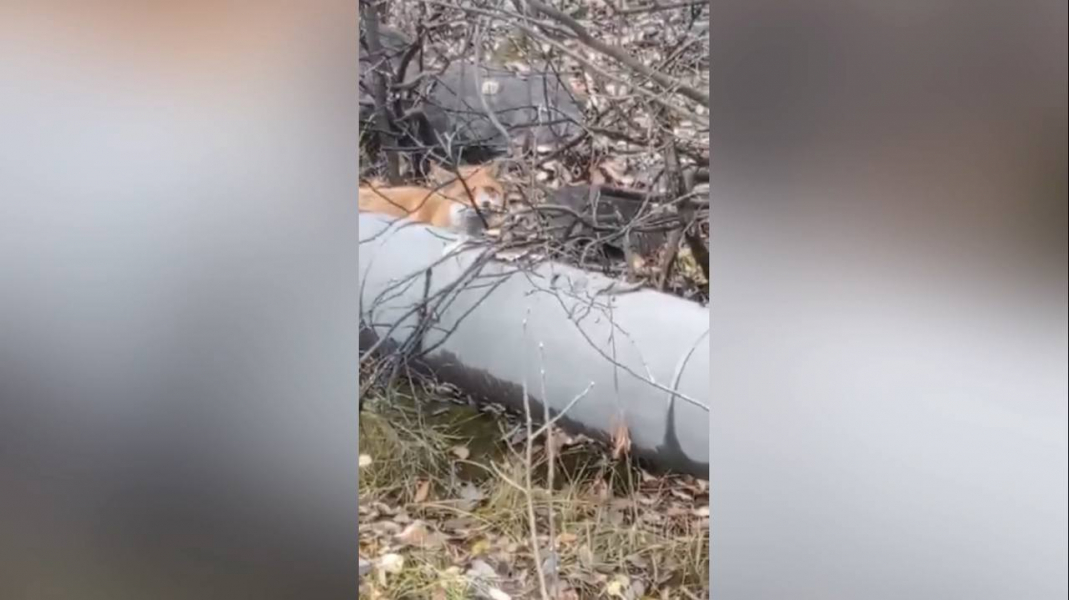 Дикого зверя запечатлели на видео в Мурманской области Лиса