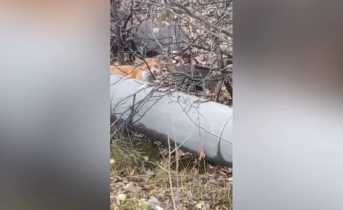 Дикого зверя запечатлели на видео в Мурманской области Лиса