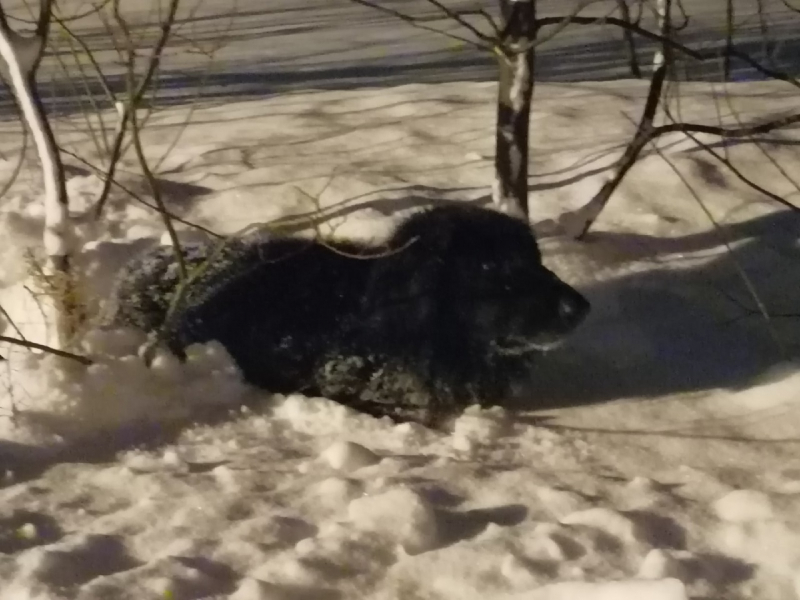 Собака