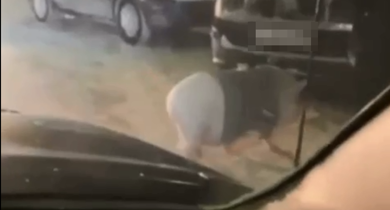 Свинью на поводке встретили во дворе в Мурманске Свинью на поводке встретили во дворе в Мурманске