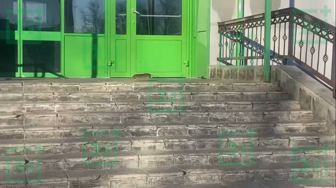 Крысы в Мурманской области Крыса
