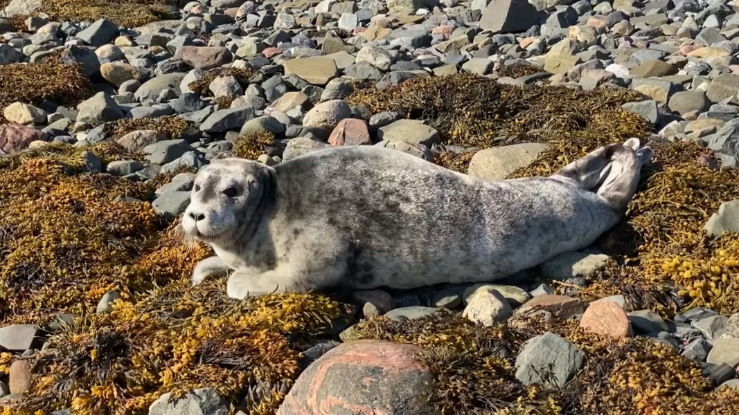 В Мурманской области встретили потрясающе милого морского зайца, фото Морской котик