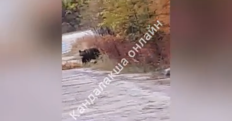 Около дороги в Мурманской области встретили медведя Медведь