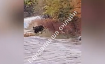 Около дороги в Мурманской области встретили медведя Медведь