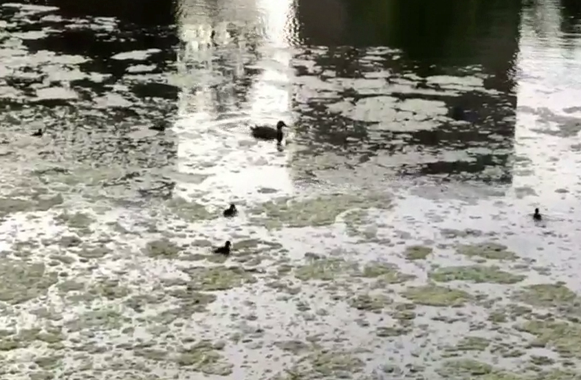 В центре Мурманска поселилось утиное семейство Утки