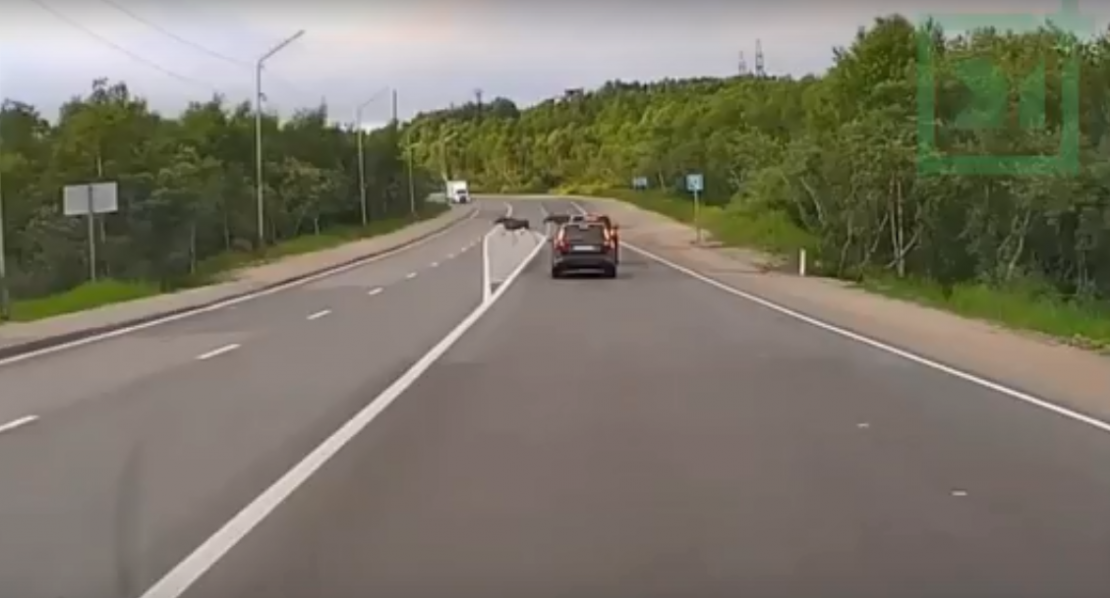 В Заполярье пара диких животных выбежала на дорогу и удивила водителей Лоси
