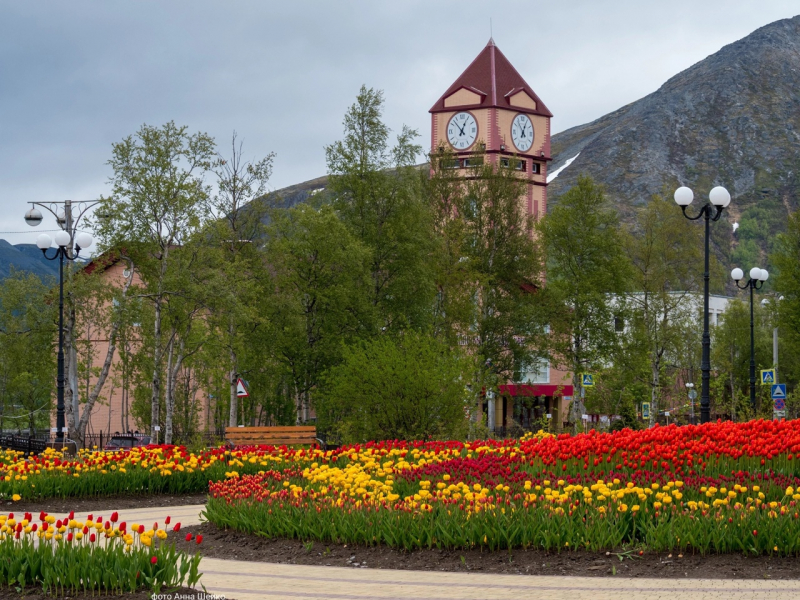 Кировск, тюльпаны