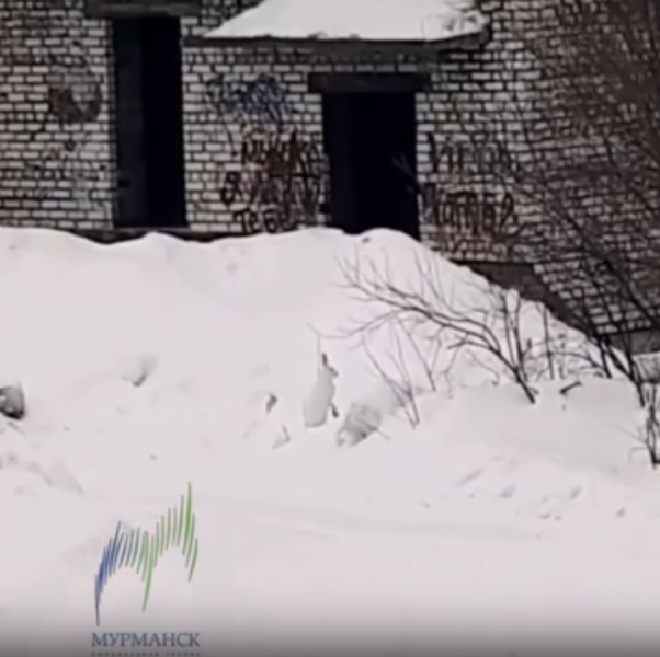 Разгуливающие по Мурманску зайцы попали на видео Заяц