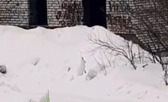 Разгуливающие по Мурманску зайцы попали на видео Заяц