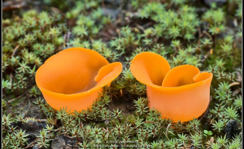 Необычный гриб нашли в Мурманской области Грибы