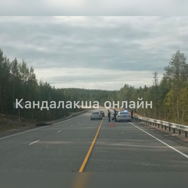 Лося сбили в Мурманской области Дорога