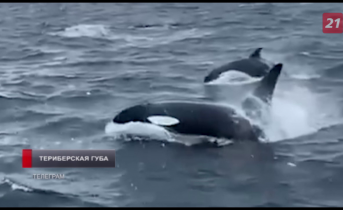 В Мурманской области встретили благородных хищников Косатки