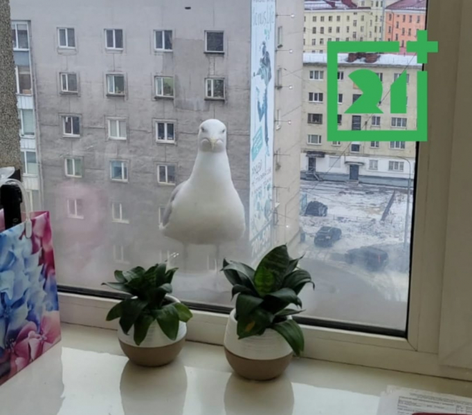 Чайка