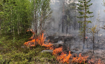 Первые лесные пожары произошли в Мурманской области Лес горит