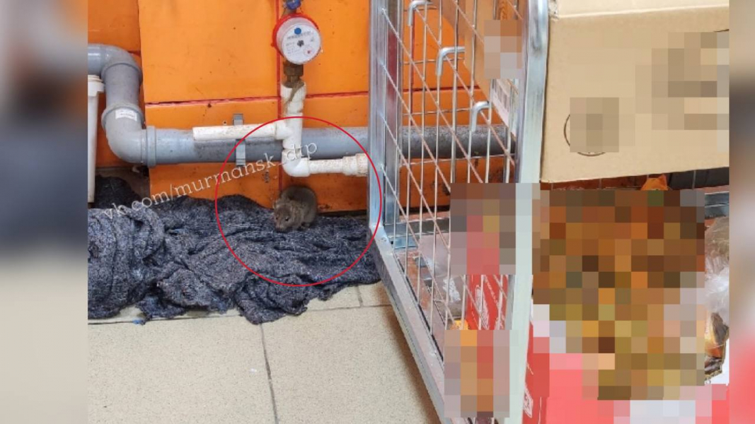 По полкам супермаркета в Мурманске бегала крыса Крыса