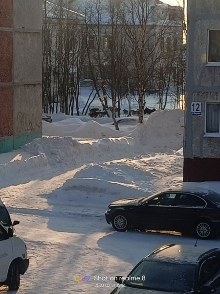 Бездомные собаки во дворе в Апатитах Бродяги