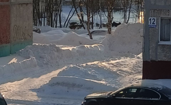 Бездомные собаки во дворе в Апатитах Бродяги