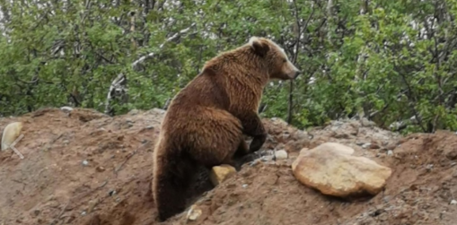 Опасного хищника все чаще наблюдают в Заполярье Медведь