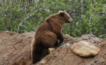 Опасного хищника все чаще наблюдают в Заполярье Медведь