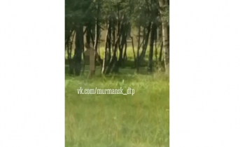 Разгуливающий по улице голый мужчина шокировал мурманчан Голый мужчина